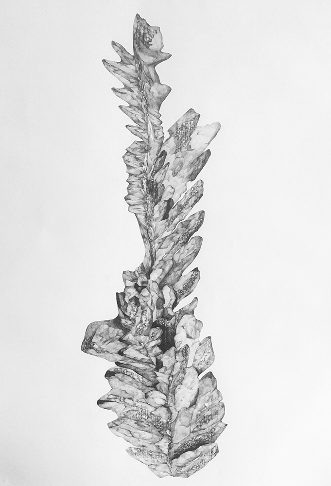 Dessin roches elsa barbillon